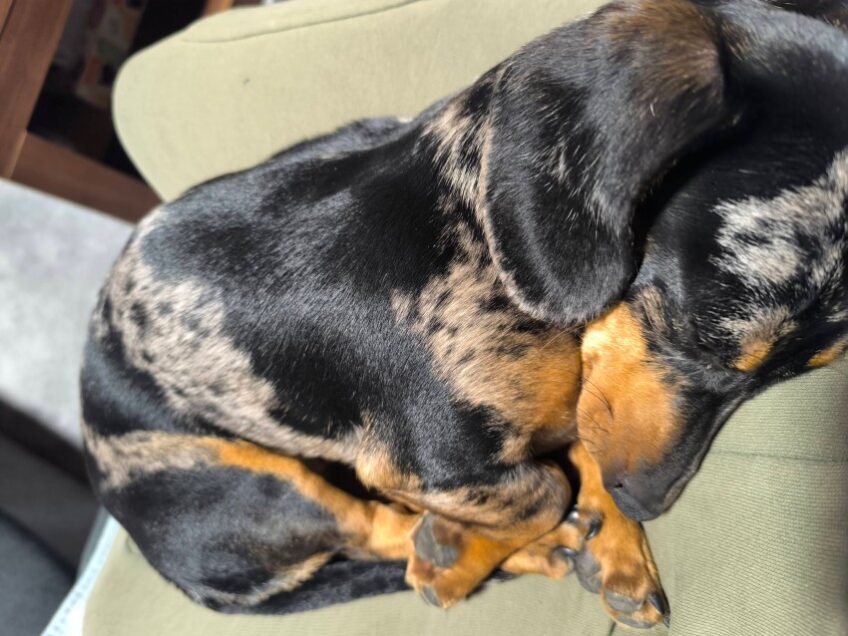 Šetnja jazavčara u Osijeku